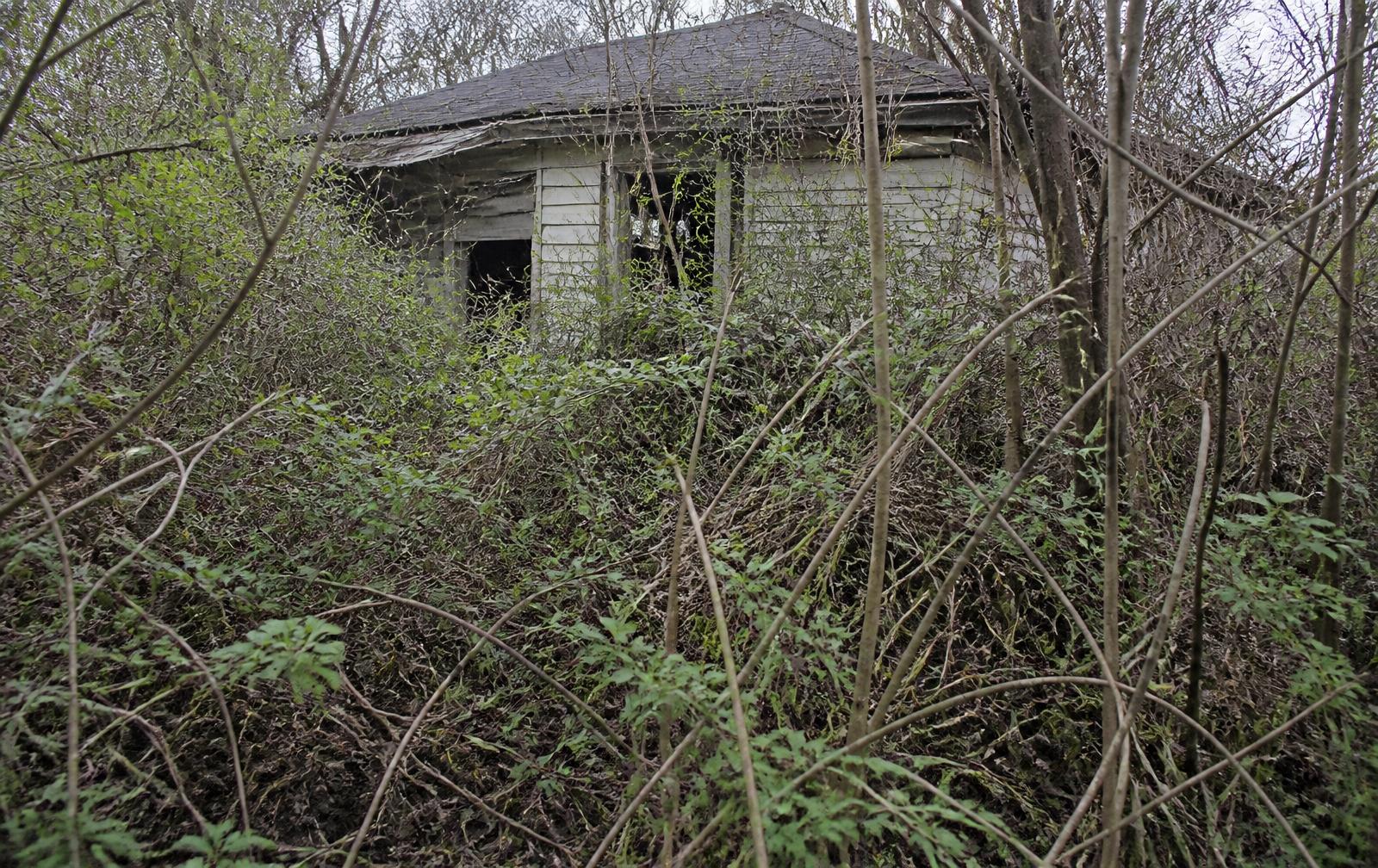 Oregon property choked with thorny brush and saplings before clearing